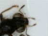 Stenus picipennis